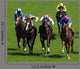 Horse Racing 4 Wall Decal