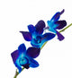 Orchid Wall Decal