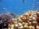 Coral Scene Wall Decal Design 1