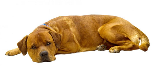 Dog Wall Decal Design 1