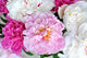 Peonies Wall Decal Design 1