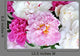 Peonies Wall Decal Design 1