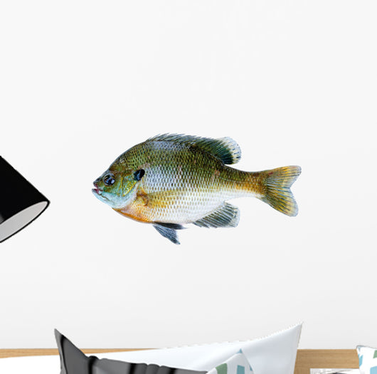 Bluegill Sunfish Lepomis Macrochirus Wall Decal
