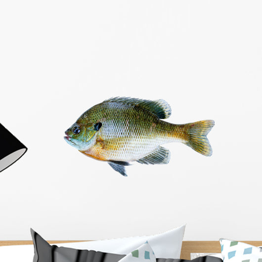 Bluegill Sunfish Lepomis Macrochirus Wall Decal
