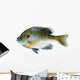Bluegill Sunfish Lepomis Macrochirus Wall Decal