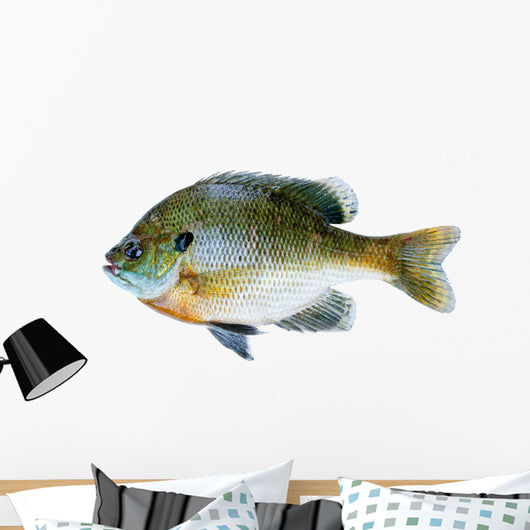 Bluegill Sunfish Lepomis Macrochirus Wall Decal
