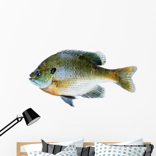 Bluegill Sunfish Lepomis Macrochirus Wall Decal