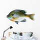 Bluegill Sunfish Lepomis Macrochirus Wall Decal