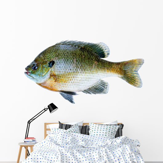 Bluegill Sunfish Lepomis Macrochirus Wall Decal