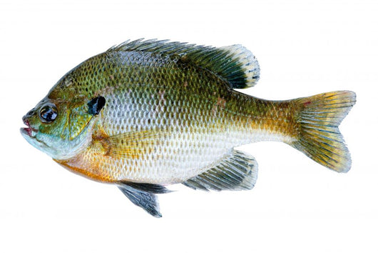 Bluegill Sunfish Lepomis Macrochirus Wall Decal