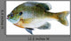 Bluegill Sunfish Lepomis Macrochirus Wall Decal
