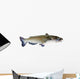 Flathead Catfish White Wall Decal