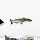Flathead Catfish White Wall Decal