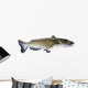 Flathead Catfish White Wall Decal