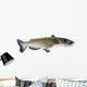 Flathead Catfish White Wall Decal