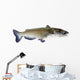 Flathead Catfish White Wall Decal