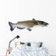 Flathead Catfish White Wall Decal