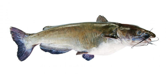 Flathead Catfish White Wall Decal