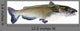 Flathead Catfish White Wall Decal