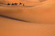 Camel Caravan Sahara Desert Wall Decal Design 1