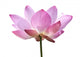 Pink Lotus White Wall Decal