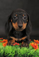 Dachshund Wall Decal