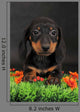 Dachshund Wall Decal