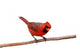 Bright Red Male Cardinal Wall Decal