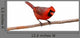 Bright Red Male Cardinal Wall Decal