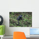 Calligraph Eyed Minnow Wall Decal