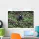 Calligraph Eyed Minnow Wall Decal