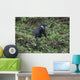Calligraph Eyed Minnow Wall Decal