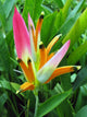 Flower Named Birds Paradise Wall Decal