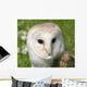Wise Snowy Owl Wall Decal