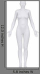 White Female Figure Anatomical Wall Decal