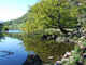 Rydal Water Spring Wall Decal