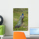 Male Peacock Wall Decal