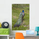 Male Peacock Wall Decal