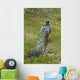 Male Peacock Wall Decal