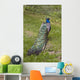 Male Peacock Wall Decal