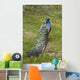 Male Peacock Wall Decal