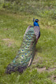Male Peacock Wall Decal