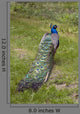 Male Peacock Wall Decal