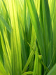Grass Wall Decal Design 1