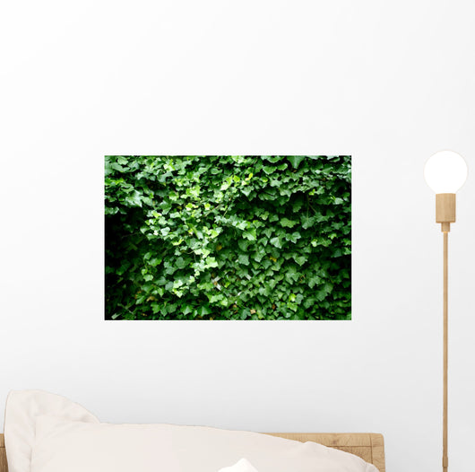 Texture Feuilles Lierre Wall Decal