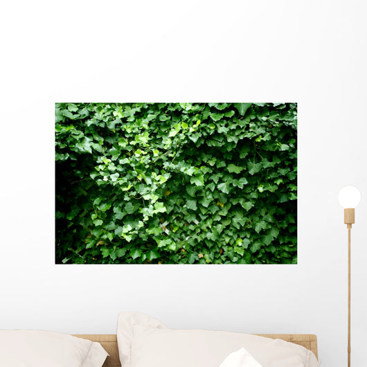 Texture Feuilles Lierre Wall Decal