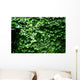 Texture Feuilles Lierre Wall Decal