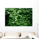 Texture Feuilles Lierre Wall Decal