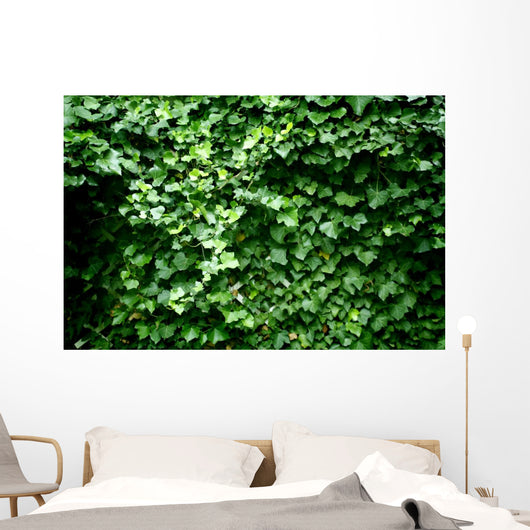 Texture Feuilles Lierre Wall Decal