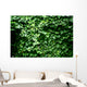 Texture Feuilles Lierre Wall Decal